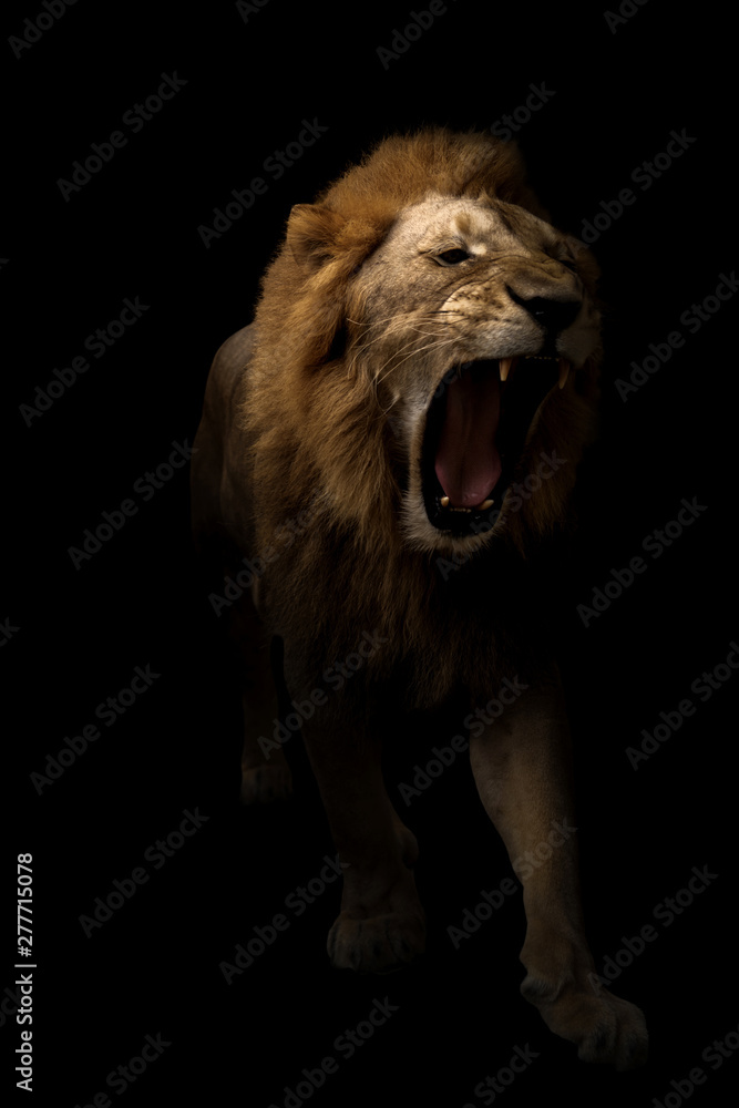 male lion walking in dark background Stock Photo | Adobe Stock