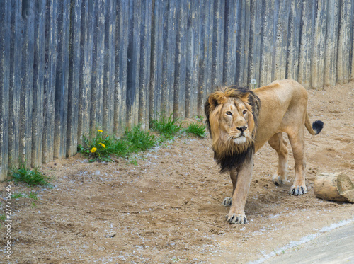 Adult male Asiatic lion  Panthera leo persica  walking in his paddoc  concrete wall background. The King of beasts  biggest cat of the world. The most dangerous and mighty predator of the world.