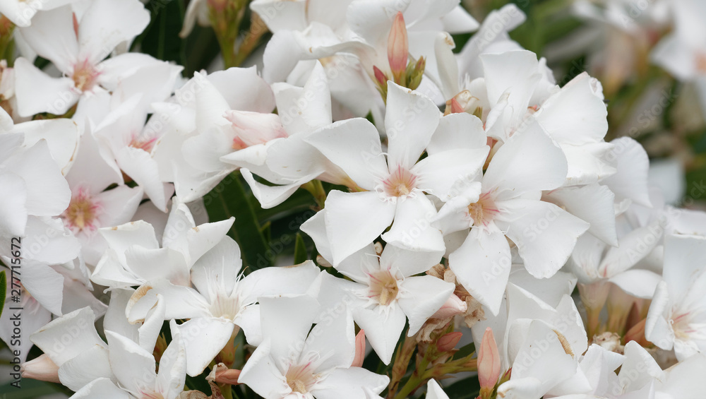 Weiß blühender Oleander oder Rosenlorbeer (Nerium oleander)