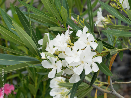 Weiß blühender Oleander oder Rosenlorbeer (Nerium oleander)