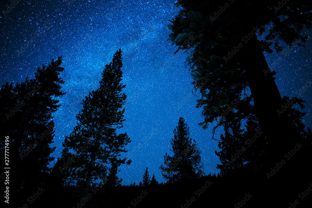 Pine Trees Silhouetted in Front of Stars Pine Trees Silhouetted in Front of Stars