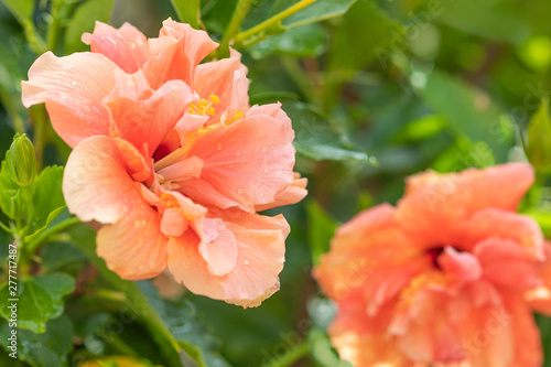 Peach pink hibiscus flower close up image. Beautiful tropical bloom.