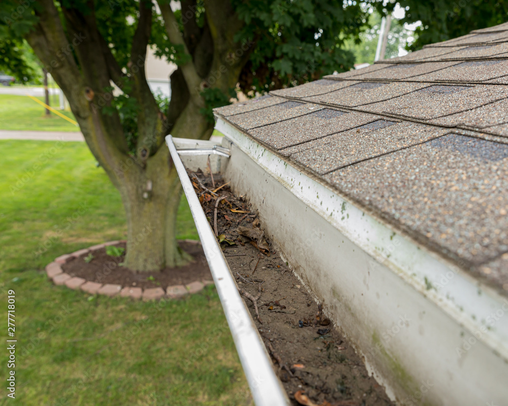 Root Gutter House gutter clogged with tree leaves, sticks, and debris. Tree sapling ...