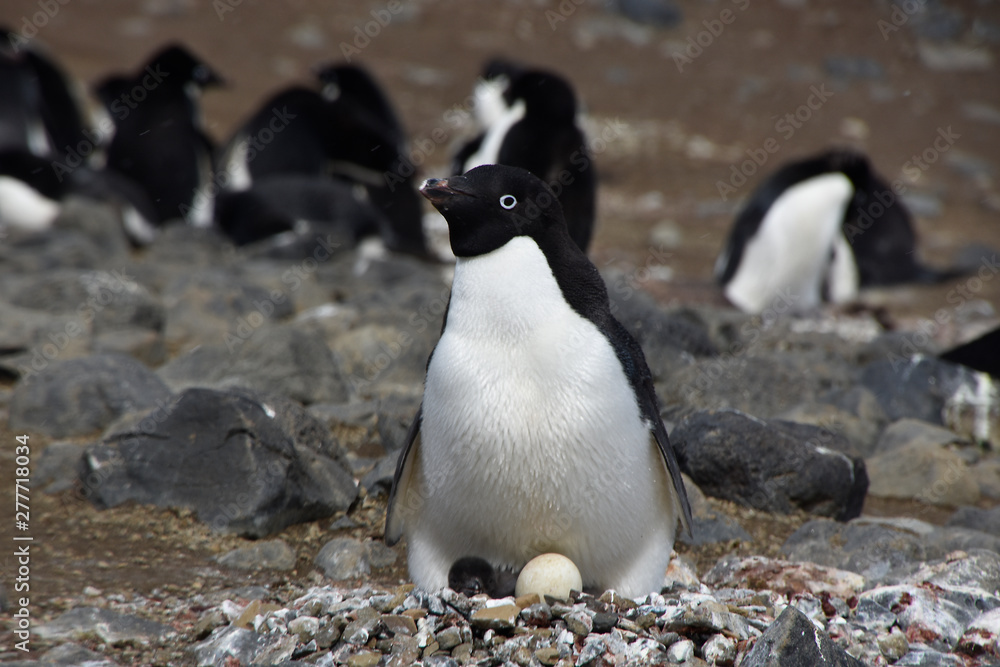 Fototapeta premium Penguins in Antarctica