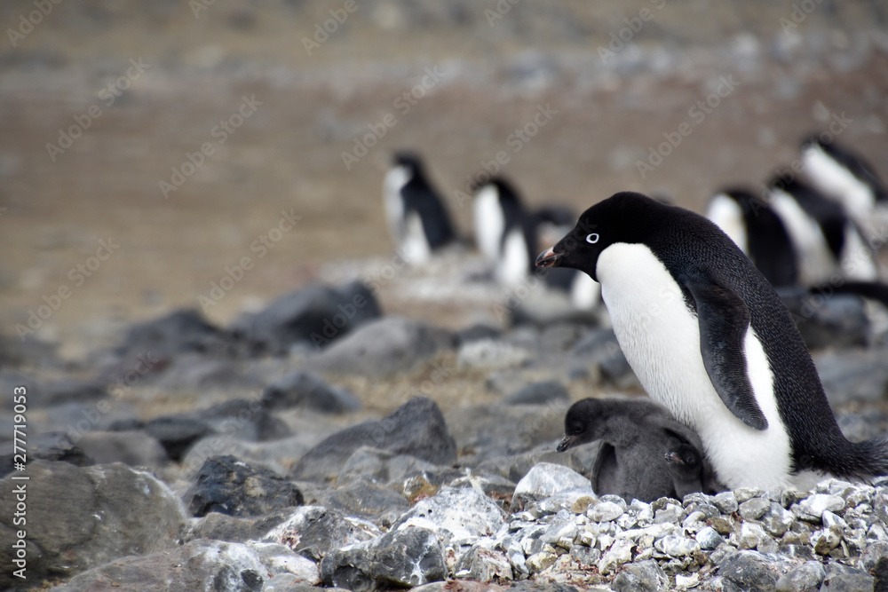 Fototapeta premium Penguins in Antarctica