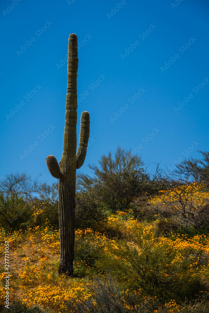 A Saguaro cactus in the desert of Arizona on a hill with a super bloom of California poppies at its base.