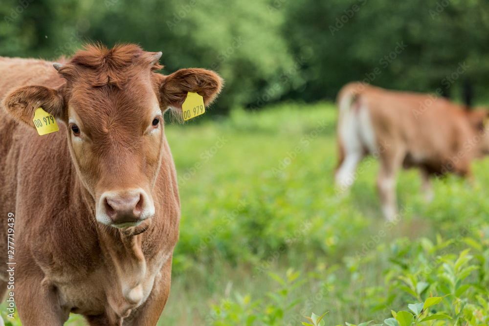 Kälbchen auf der Weide im Naturschutzgebiet Kälbchen auf der Weide im Naturschutzgebiet