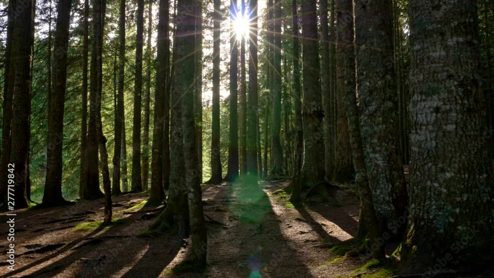 Magical mystery mountain forest at sunrise. Walking through dark forest with morning sunrays. Gimbal shot Magical mystery mountain forest at sunrise. Walking through dark forest with morning sunrays. Gimbal shot