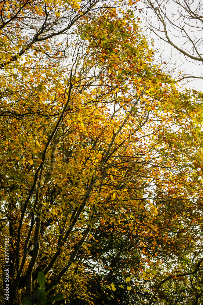 Autumn colours on beech trees over a small river in Wicklow, Ireland