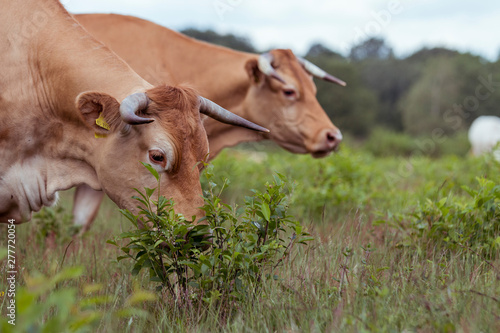 Kühe Weiden auf der Weide im Naturschutzgebiet