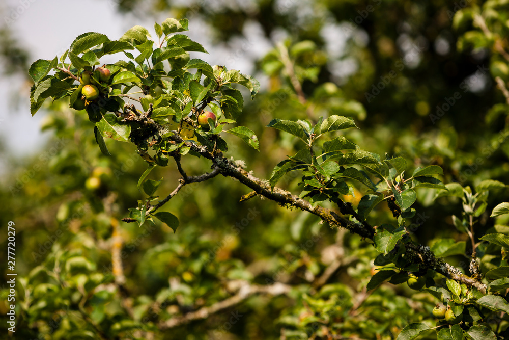 branch of an apple tree, small fruit