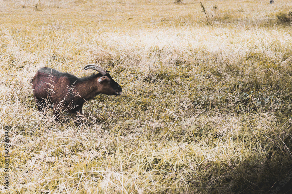 Goat in a field