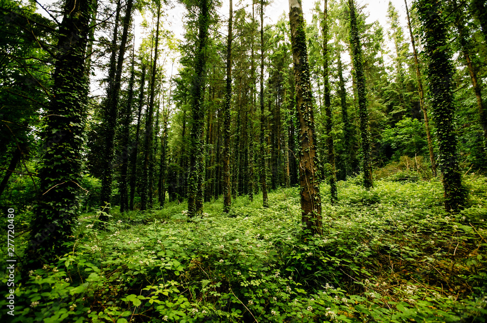 A wild forest of tall straight fir trees covered with climbing ivy and dense bushes A wild forest of tall straight fir trees covered with climbing ivy and dense bushes