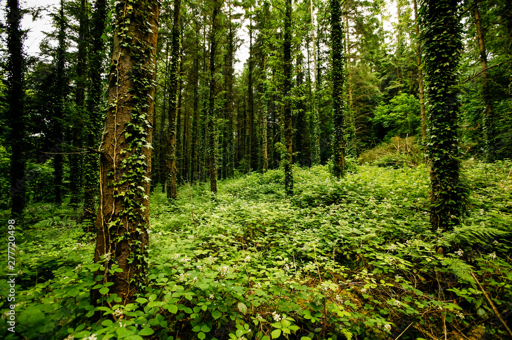 A wild forest of tall straight fir trees covered with climbing ivy and dense bushes A wild forest of tall straight fir trees covered with climbing ivy and dense bushes