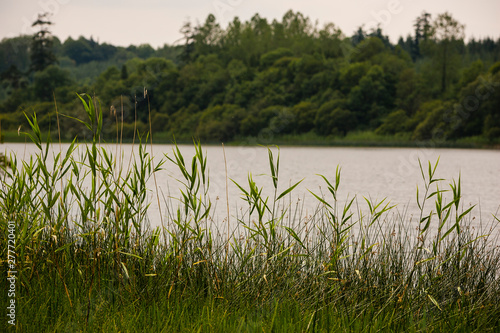 Reeds along the river bank