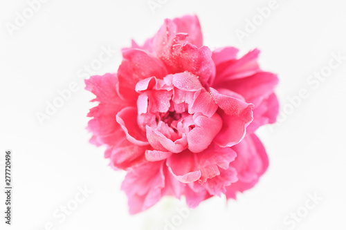 Peony pink color close-up on a white background. Fresh flowers isolate. Selective focus. Copy space. Horizontal frame