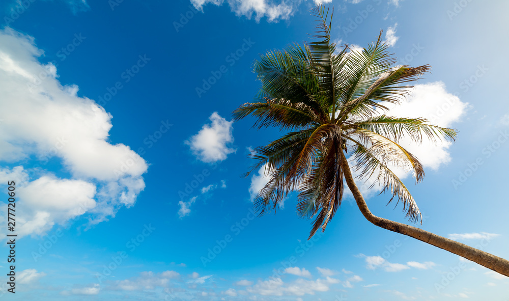 Fototapeta premium Palm tree under a cloudy sky in Guadeloupe
