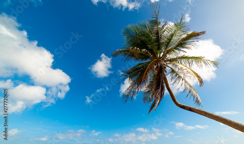 Palm tree under a cloudy sky in Guadeloupe © Gabriele Maltinti