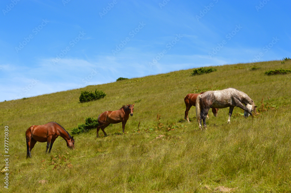 Horse grazing.Ukrainian Carpathian Mountains.