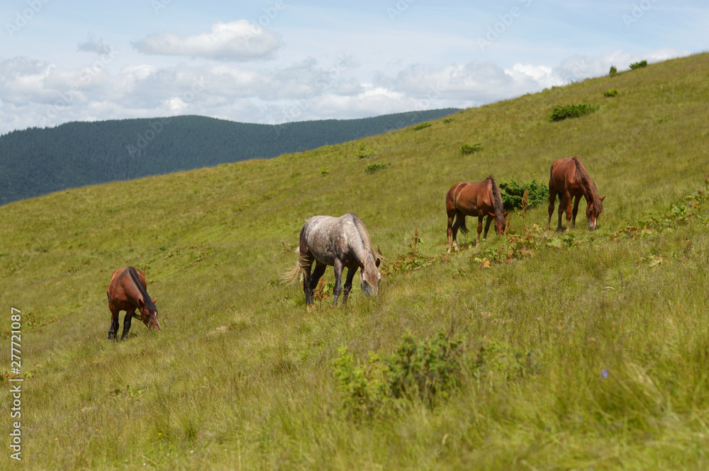 Horse grazing.Ukrainian Carpathian Mountains.