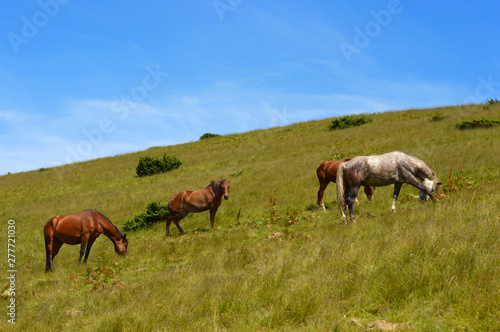 Horse grazing.Ukrainian Carpathian Mountains. © Олександр Цимбалюк