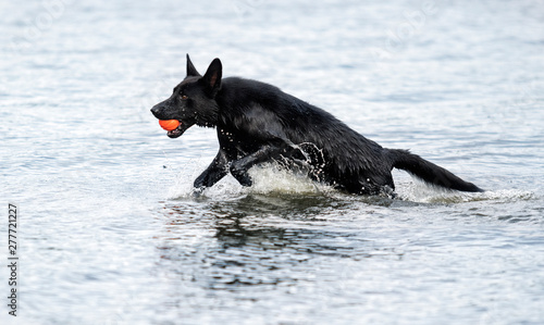 wet black shepherd dog bathes in a spray of water on the beach