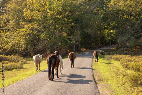 Foto Horses walking in road