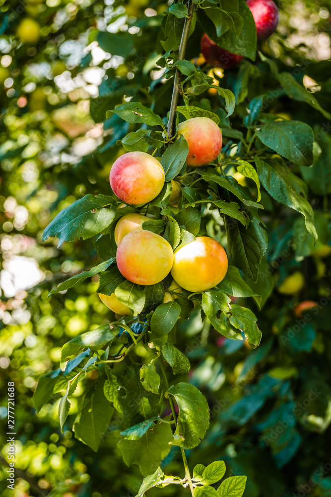 Fruits ripe wild plums in the tree canopy