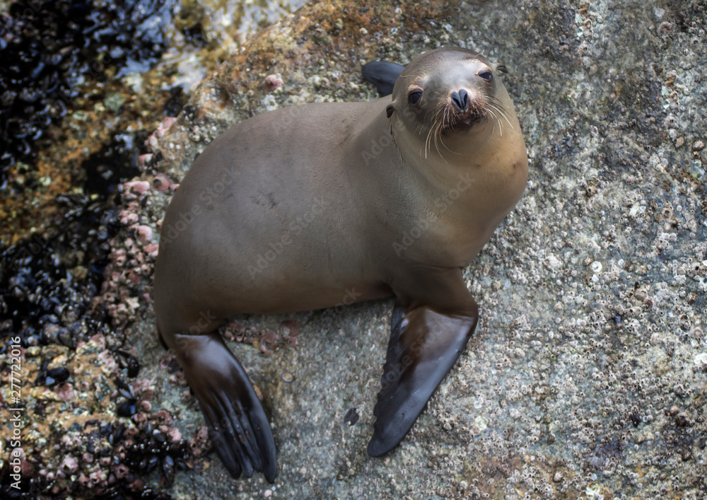 Sea Lion looks at Camera with Heart Shaped Nose
