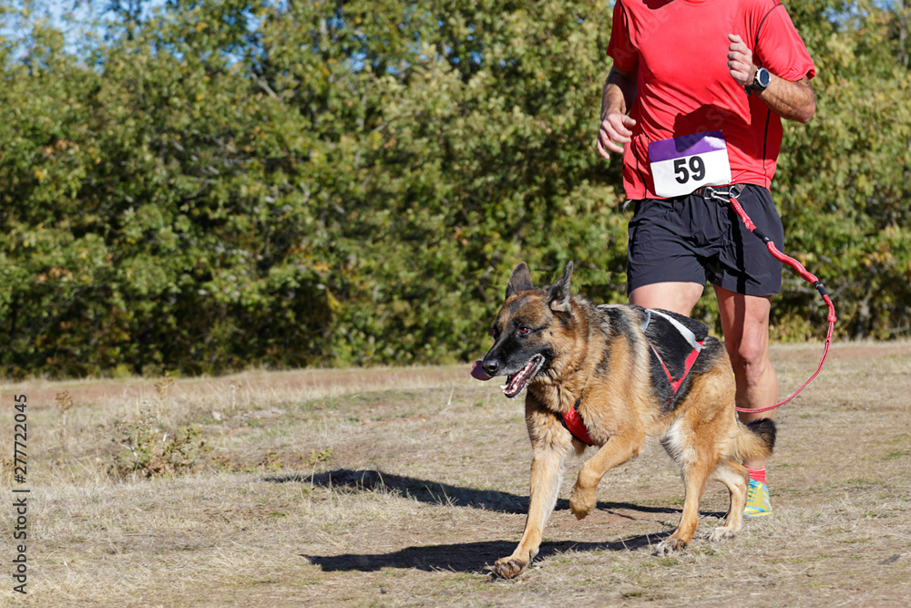 Dog and man taking part in a popular canicross race. Dog and man taking part in a popular canicross race.