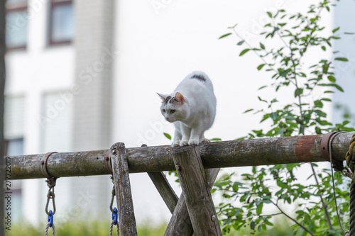 Black and white domestic cat sits on a wooden beam