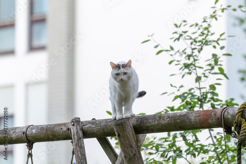 Black and white domestic cat sits on a wooden beam