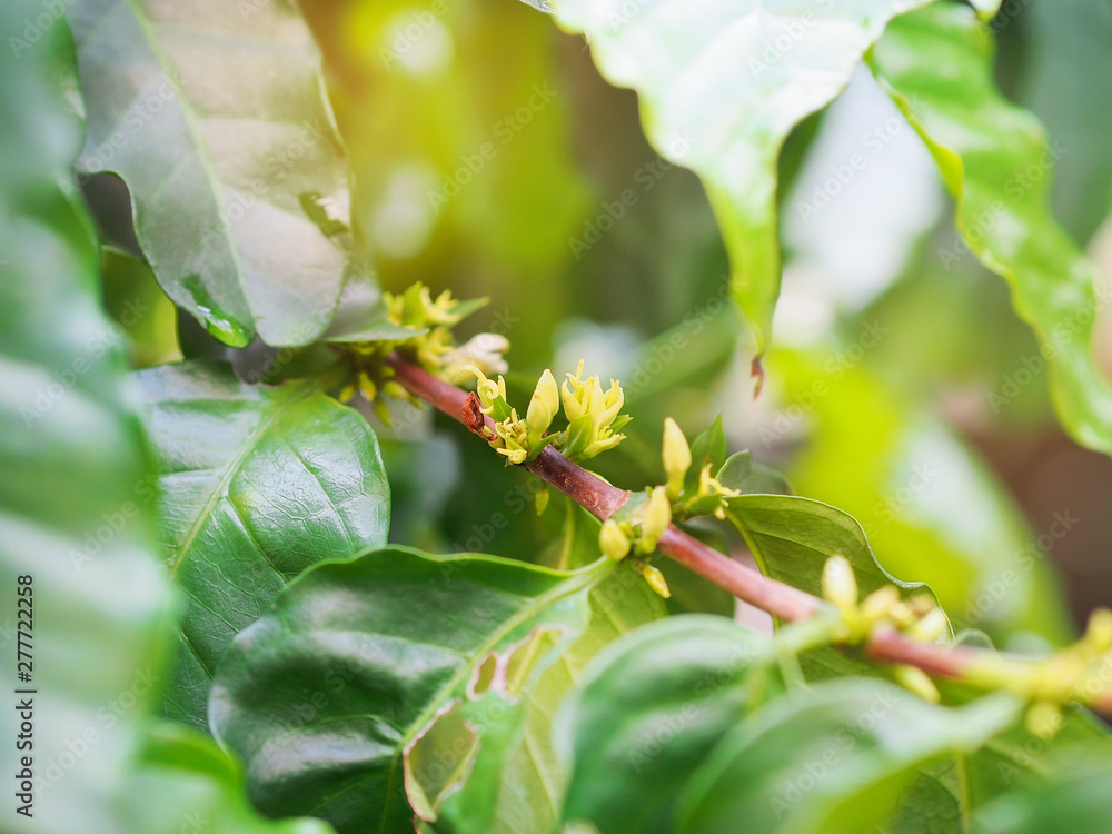 Coffee flower on a branch with green leaves in the morning vibes. Coffee flower on a branch with green leaves in the morning vibes.