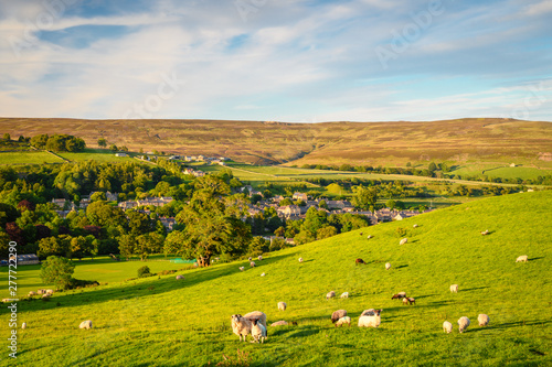 Sheep in field above Stanhope on a sunny day, a small market town in County Durham, England, situated at Weardale in the North Pennines photo