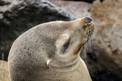 Close up profile California Sea Lion in Monterey