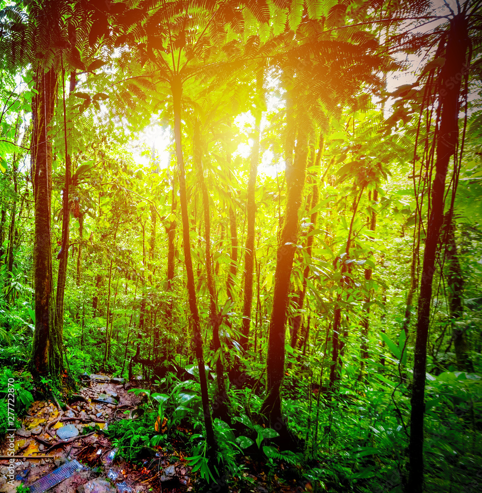 Naklejka premium Sun shining over a path in Basse Terre jungle in Guadeloupe