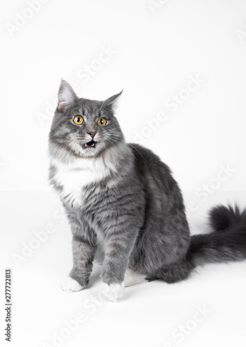 young blue tabby maine coon cat meowing looking with open mouth in front of white studio background with copy space