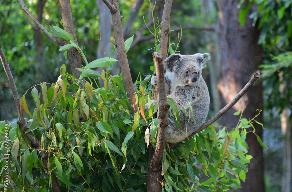 Fototapeta premium Koala Bear Australia in the zoo