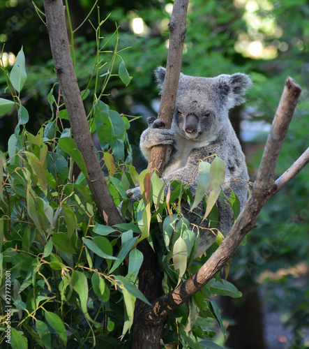 Koala Bear Australia in the zoo