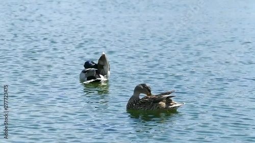 Ducks in the river. Drake flaps its wings. Duck cleans feathers