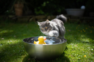 young playful blue tabby maine coon cat playing with yellow rubber duck swimming on water in a metal bowl outdoors in the back yard on a hot and sunny summer day