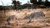 Zebras in wildlife