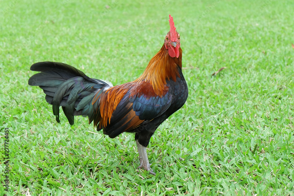 Fototapeta premium Bantam standing on a green lawn. Chicken​ standing on a green lawn.​ Thai chicken. A domestic fowl.