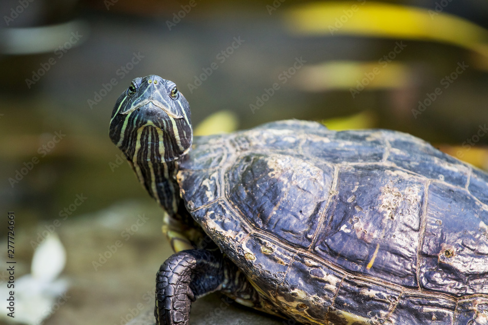 The black turtle looks up on the background of the river_ The black turtle looks up on the background of the river_