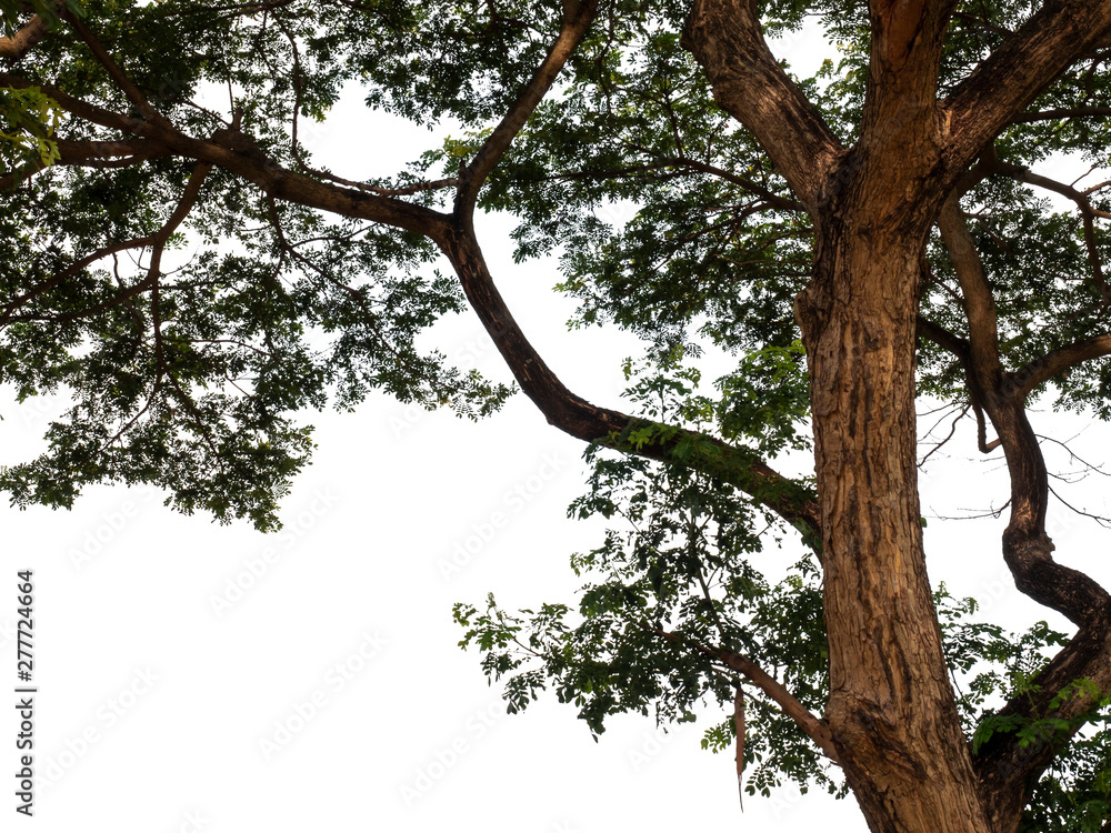 Tree branch is isolated on a white background is used for architectural design and advertising. Tree branch is isolated on a white background is used for architectural design and advertising.