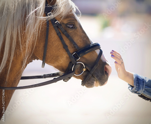A girl in a denim jacket gently strokes a beautiful horse of a palomino suit with a long combed mane, illuminated by sunlight.