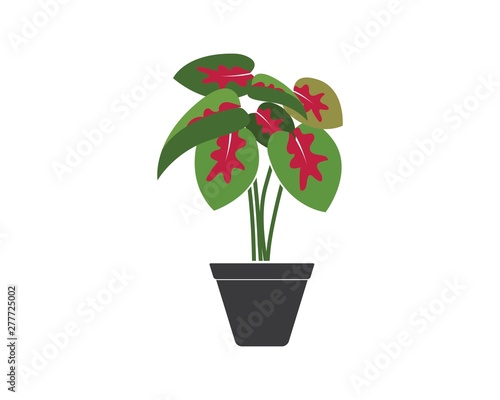 caladium plant in pot icon logo vector illustration design