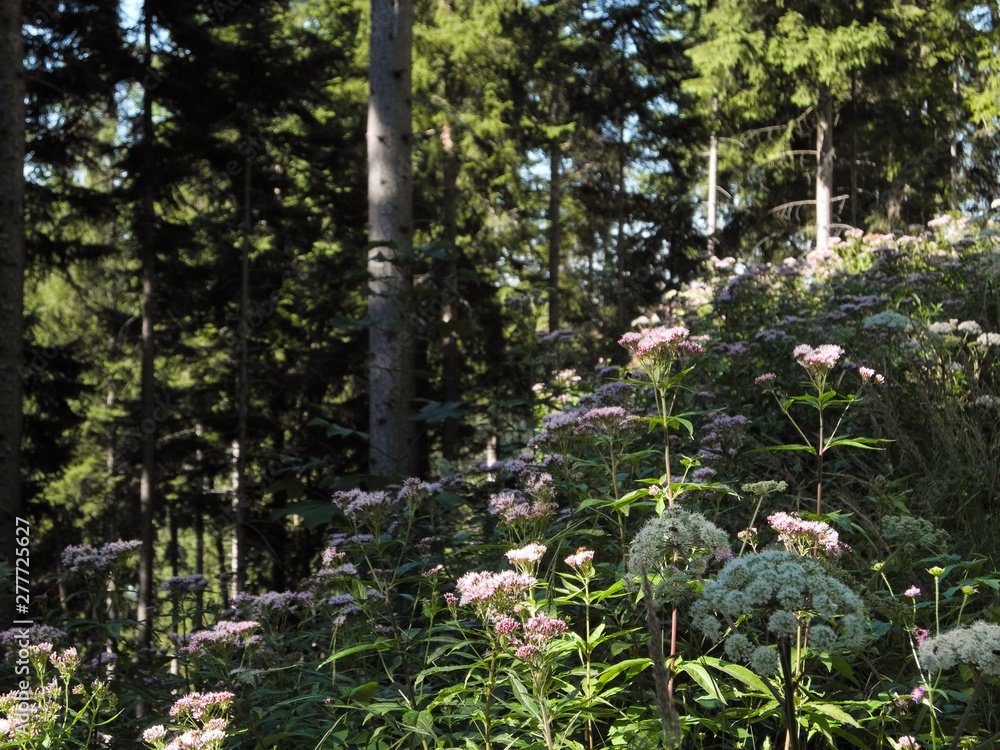 Wild mountain flowers and plants in the forest