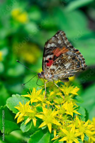 Close up of a Butterfly on Yellow Flowers
