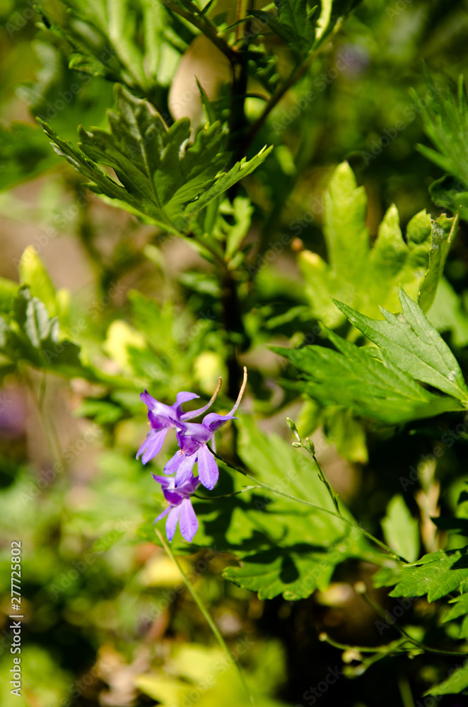 Macro photo of popular garden plant of the buttercup family with tall spikes of blue colored flowers.